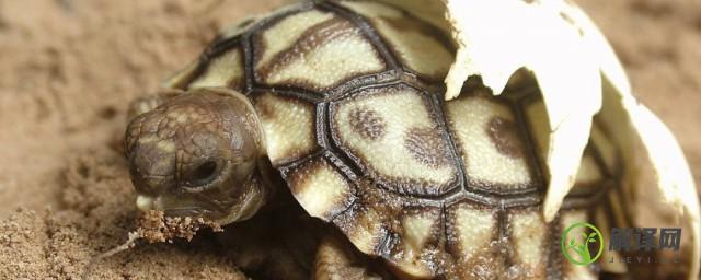 乌龟是怎么繁殖后代的，乌龟的繁殖期是什么时候？
