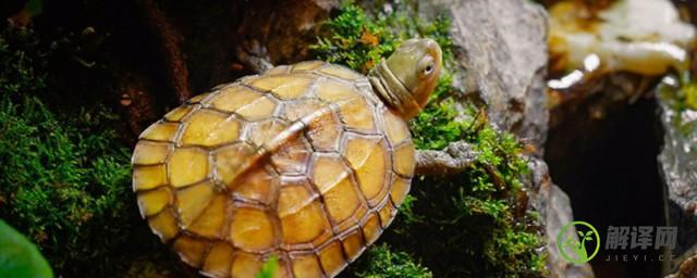 黄喉拟水龟怎么养，黄喉拟水龟的养殖方法？
