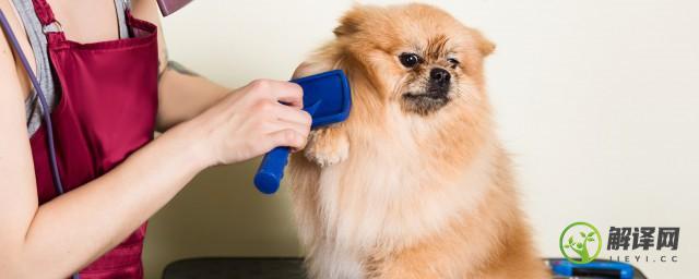 狗狗美容师怎么考证，狗狗美容师证的考取方法？