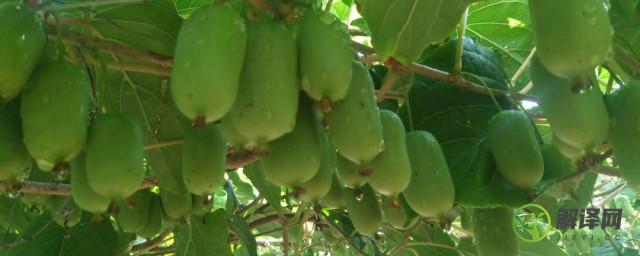 软枣猕猴桃的扦插条的储存方法，软枣猕猴桃扦插方法分享？