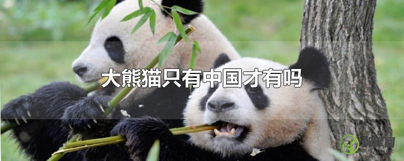 大熊猫只有中国才有吗？