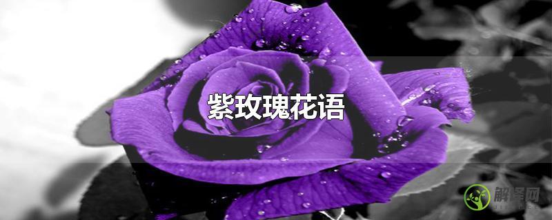 紫玫瑰花语？