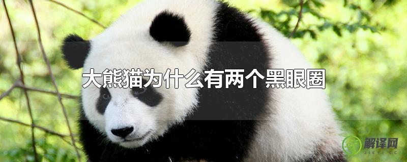 大熊猫为什么有两个黑眼圈？
