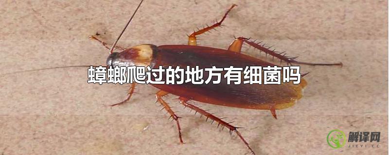 蟑螂爬过的地方有细菌吗？