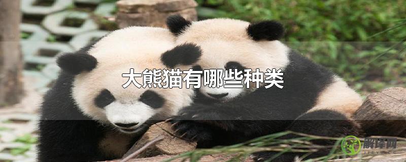 大熊猫有哪些种类？