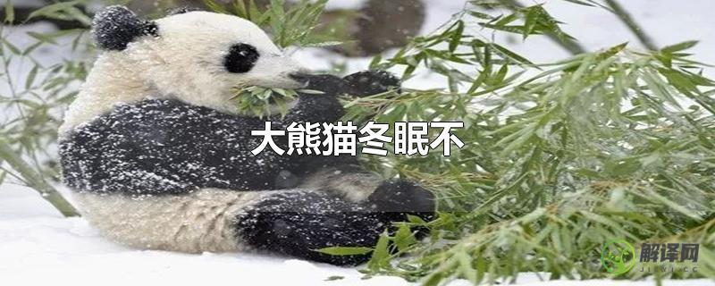 大熊猫冬眠不？