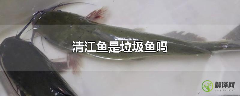 清江鱼是垃圾鱼吗？