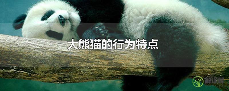 大熊猫的行为特点？