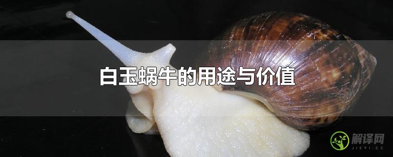 白玉蜗牛的用途与价值？