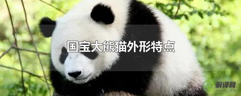 国宝大熊猫外形特点？