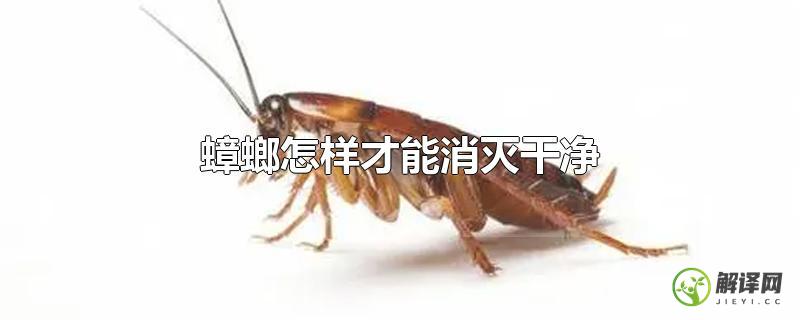 蟑螂怎样才能消灭干净？