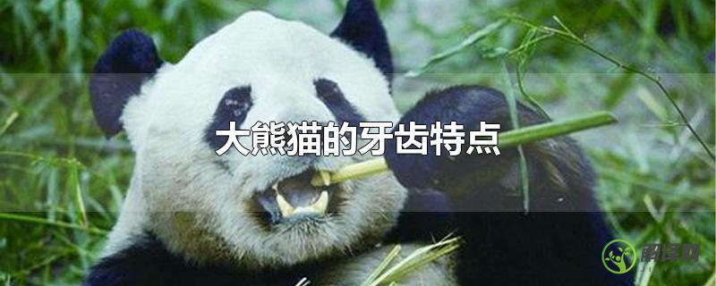 大熊猫的牙齿特点？