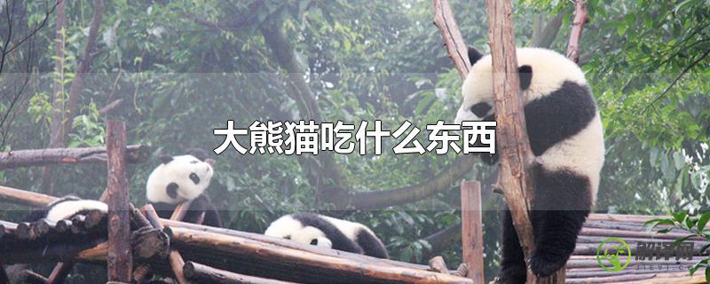 大熊猫吃什么东西？