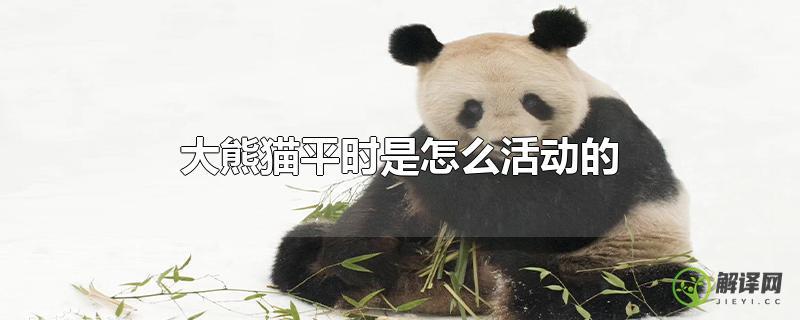 大熊猫平时是怎么活动的？