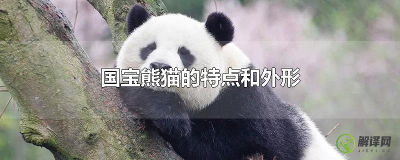 国宝熊猫的特点和外形？