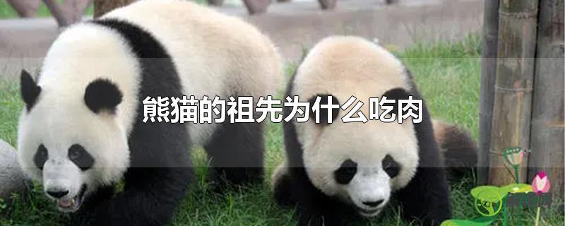 熊猫的祖先为什么吃肉？