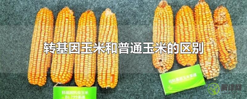 转基因玉米和普通玉米的区别？