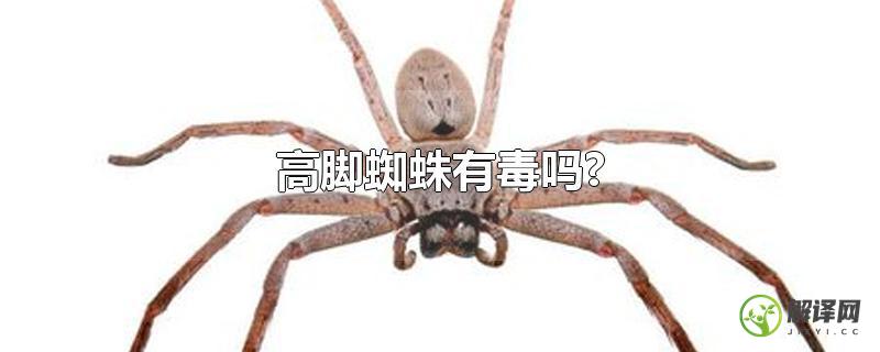 高脚蜘蛛有毒吗?？