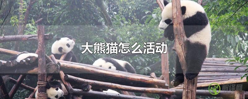大熊猫怎么活动？