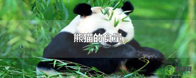 熊猫的食量？