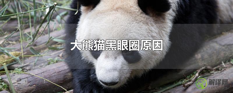 大熊猫黑眼圈原因？