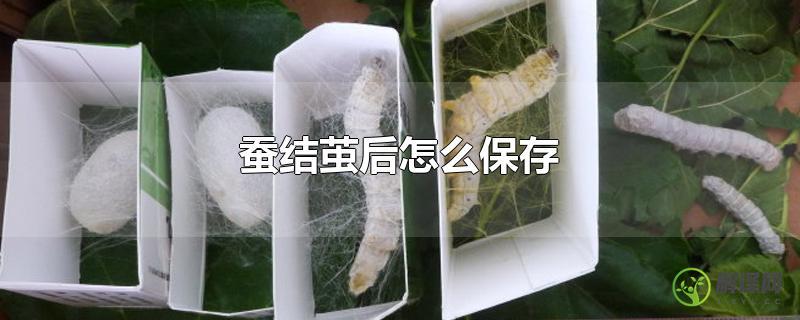 蚕结茧后怎么保存？