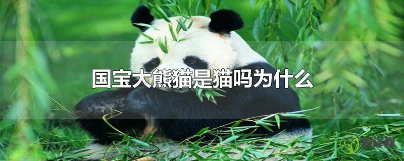 国宝大熊猫是猫吗为什么？