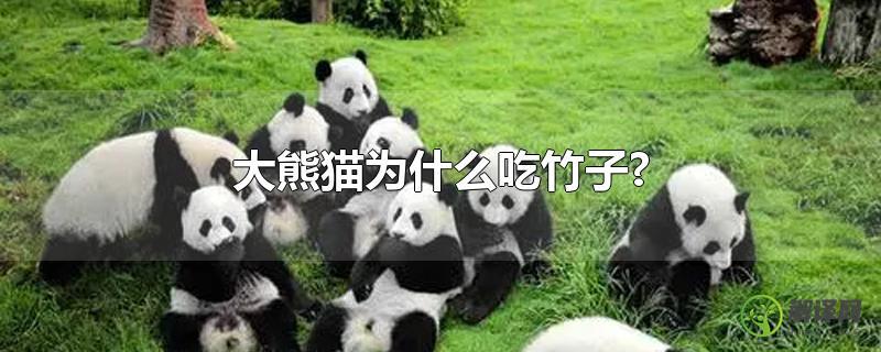 大熊猫为什么吃竹子?？