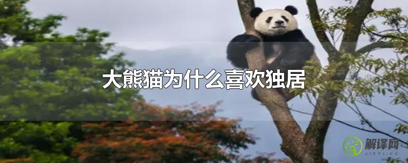 大熊猫为什么喜欢独居？