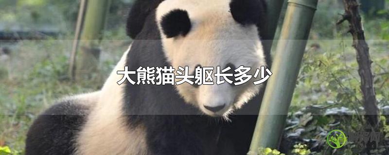 大熊猫头躯长多少？