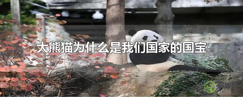 大熊猫为什么是我们国家的国宝？