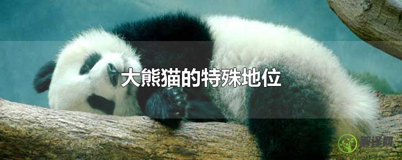 大熊猫的特殊地位？