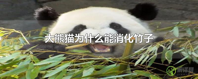 大熊猫为什么能消化竹子？