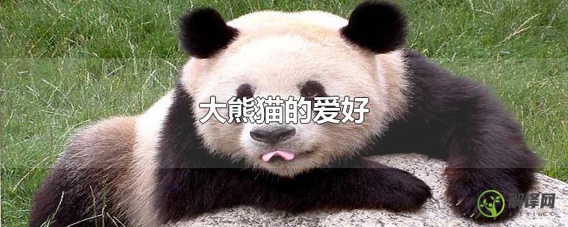 大熊猫的爱好？