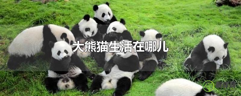 大熊猫生活在哪儿？