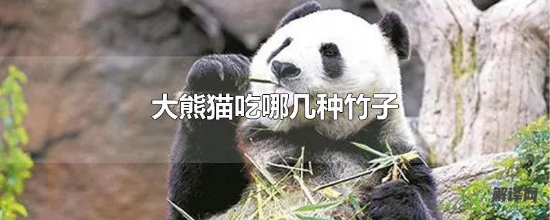 大熊猫吃哪几种竹子？