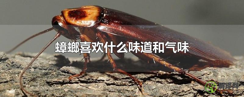 蟑螂喜欢什么味道和气味？