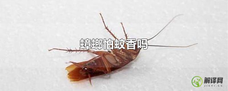 蟑螂怕蚊香吗？