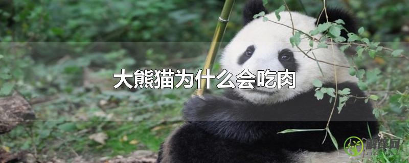 大熊猫为什么会吃肉？