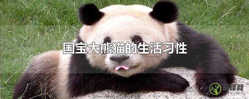 国宝大熊猫的生活习性？