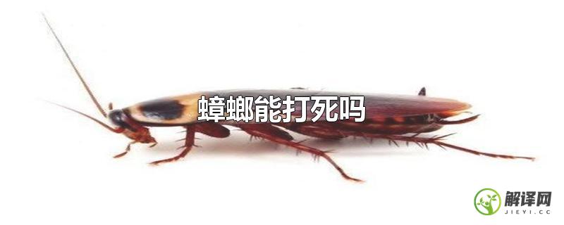 蟑螂能打死吗？