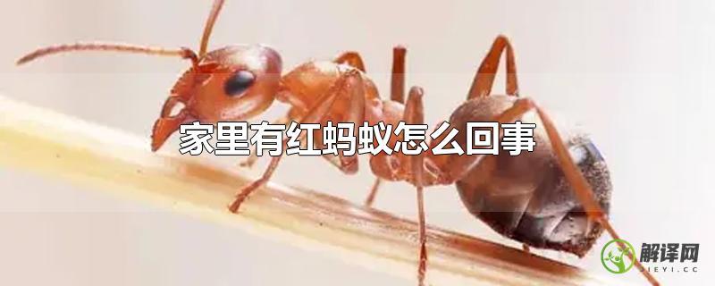 家里有红蚂蚁怎么回事？