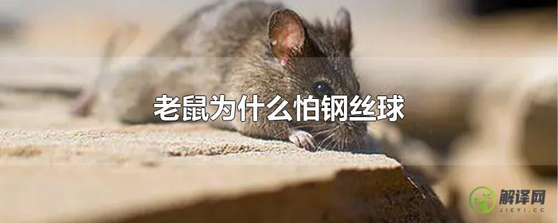 老鼠为什么怕钢丝球？