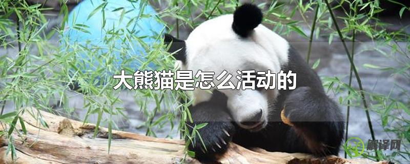 大熊猫是怎么活动的？