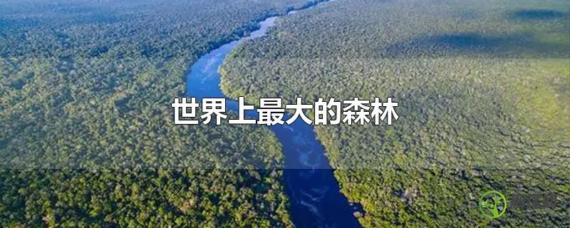 世界上最大的森林？