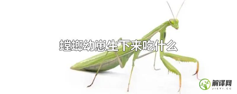 螳螂幼崽生下来吃什么？