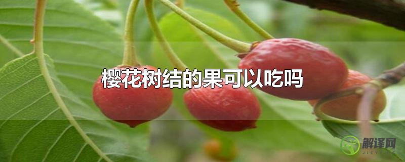 樱花树结的果可以吃吗？