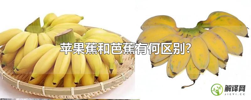 苹果蕉和芭蕉有何区别?？