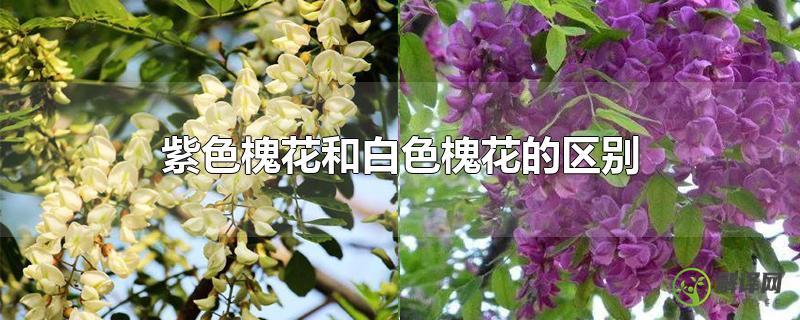 紫色槐花和白色槐花的区别？