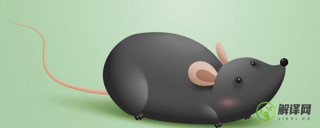 花枝鼠和老鼠的区别，老鼠和花枝鼠有什么区别？